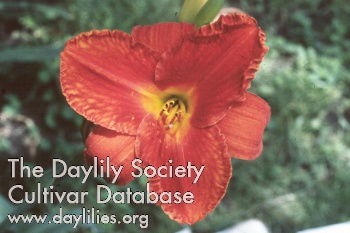 Daylily Hot Jazz